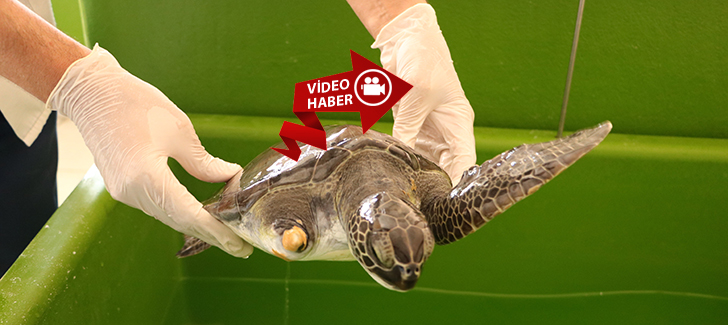 MKÜ Veterinerlik Fakültesi Deniz Kaplumbağalarına Şifa Dağıtıyor