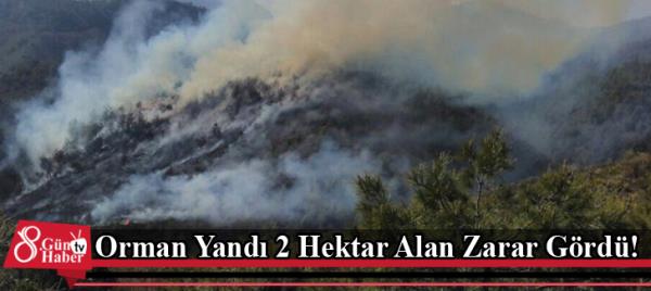 Orman Yandı 2 Hektar Alan Zarar Gördü!