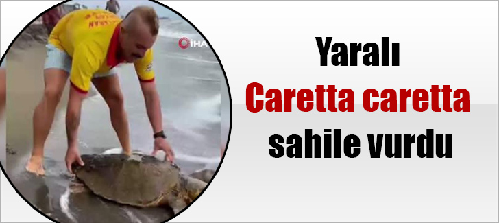 Yaralı Caretta caretta sahile vurdu