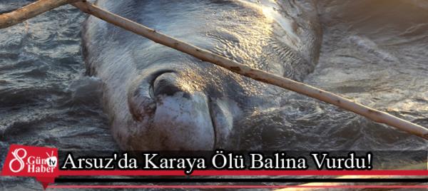 Arsuz'da Karaya Ölü Balina Vurdu!