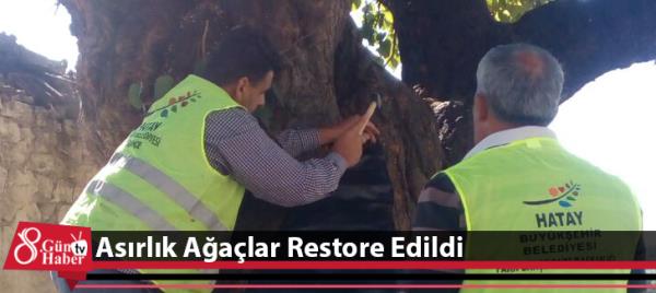 Asırlık Ağaçlar Restore Edildi