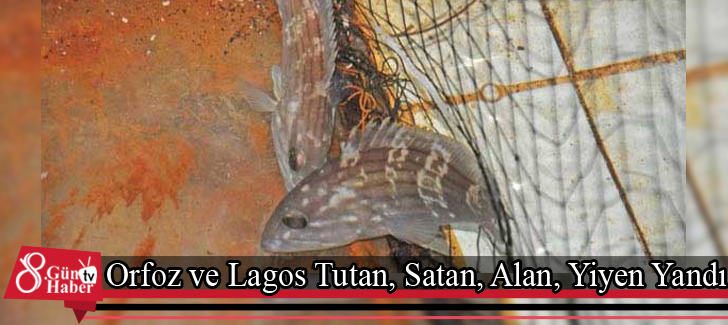 Orfoz ve Lagos Tutan, Satan, Alan, Yiyen Yandı