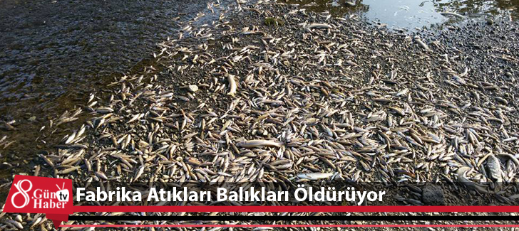 Fabrika Atıkları Balıkları Öldürüyor