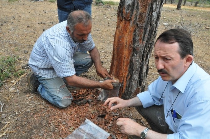 Mersin'de Orman Köylüsü Reçineden De Kazanacak