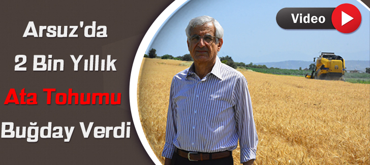 Arsuz'da 2 Bin Yıllık Ata Tohumu Buğday Verdi