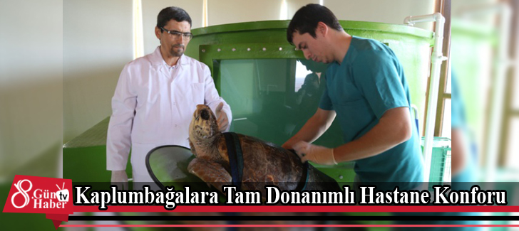  Kaplumbağalara Tam Donanımlı Hastane Konforu