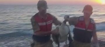 Arsuz’da deniz kenarında bulunan yaralı pelikan kurtarıldı