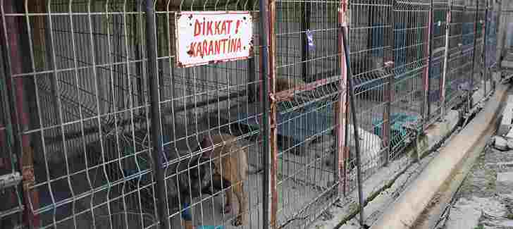 “Karantina kafeslerinde bakılan 12 köpeğin tedavi süreçleri devam ediyor”