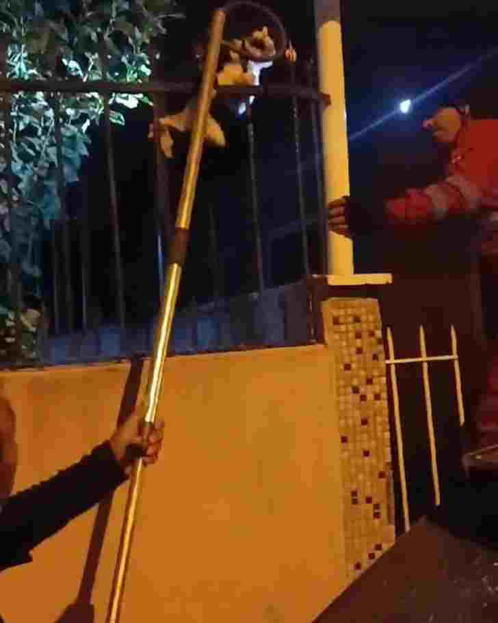 Demir korkuluklara sıkışan kediyi itfaiye kurtardı