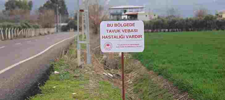 Hatay’da Kuş Vebası Alarmı! 338 Kanatlı Hayvan İtlaf Edildi