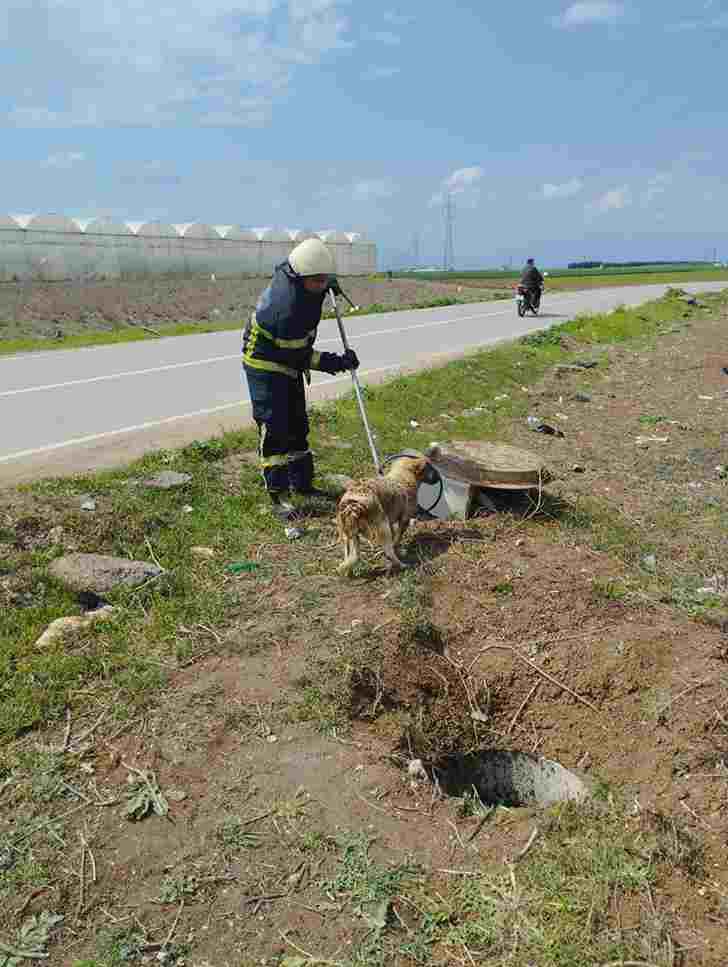 1. Fosseptik Çukuruna Düşen Köpek Kurtarıldı