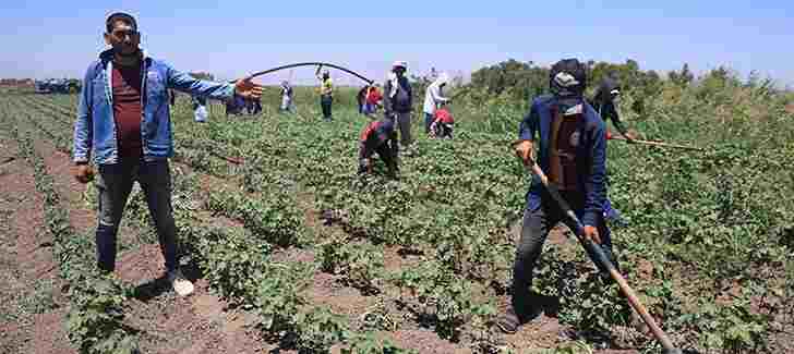 Hatay’da 40 Derecede 650 TL’ye Zor Mesai