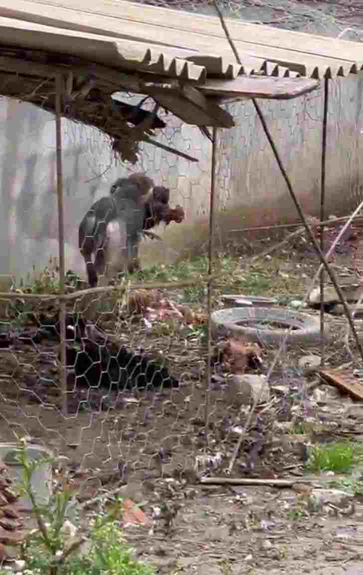 Sokak Köpekleri 9 Tavuğu Telef Etti
