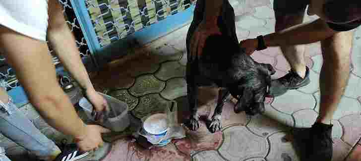 Hatay’da 7 köpek zehirlendi