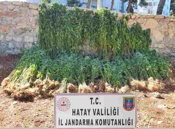 Hatay’da 15 bin 750 kök kenevir bitkisi ele geçirildi