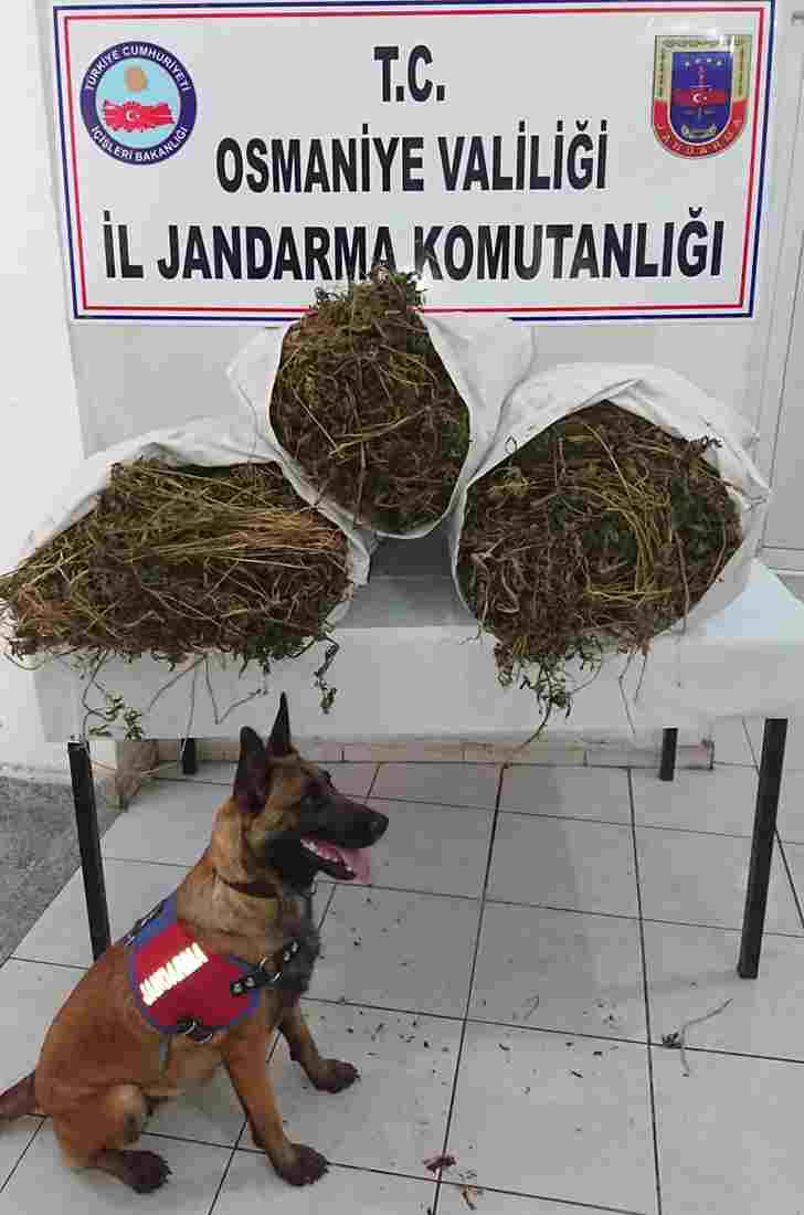 Osmaniyede uyuşturucu operasyonu