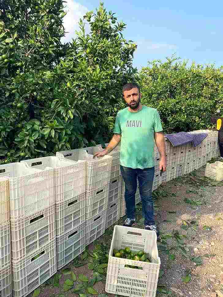 Hatay’da mandalina hasadı başladı, fiyatlar 5 TL’den alıcı buldu