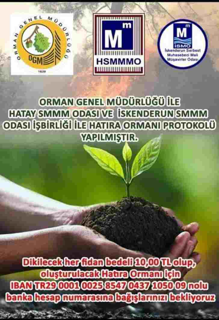 Yanan Ormanlar Muhasebecilerle Yeniden Yeşerecek