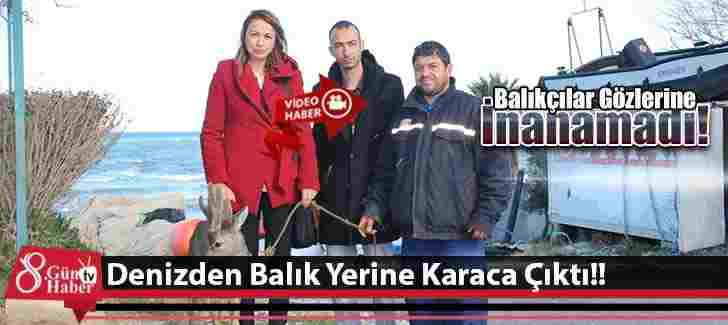 Denizden Balık Yerine Karaca Çıktı!!