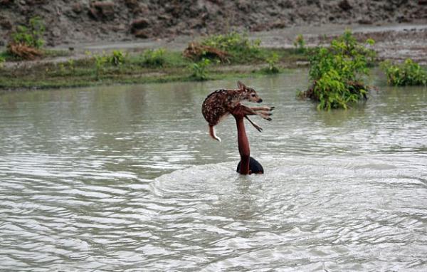 Yavru geyiği yakalayan Bilal, yüzme bilmediği için su içinde yürüyerek geyiği elinin üzerinde taşırken bir ara boyunu geçen sular içinde kayboldu