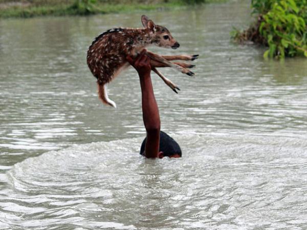 Bangladeş, Noakhali'de nehir sularına bir geyik yavrusunun düştüğünü gören Bilal isimli çocuk, hiç tereddüt etmeden sulara atladı.