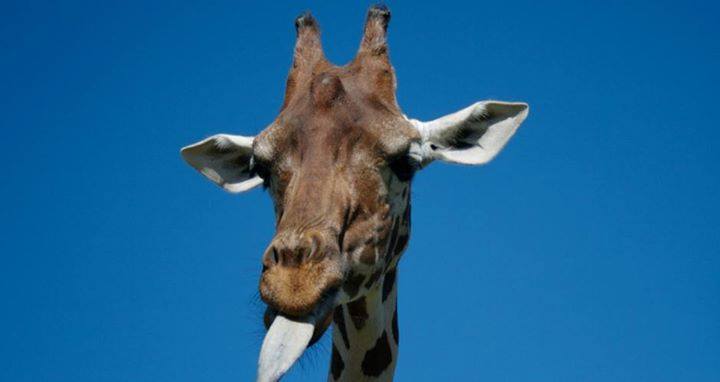 Bir zürafa dili ile kulaklarını temizleyebilir.