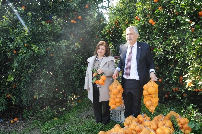 Adana'da Halkına 500 Ton Portakal Dağıtıyor