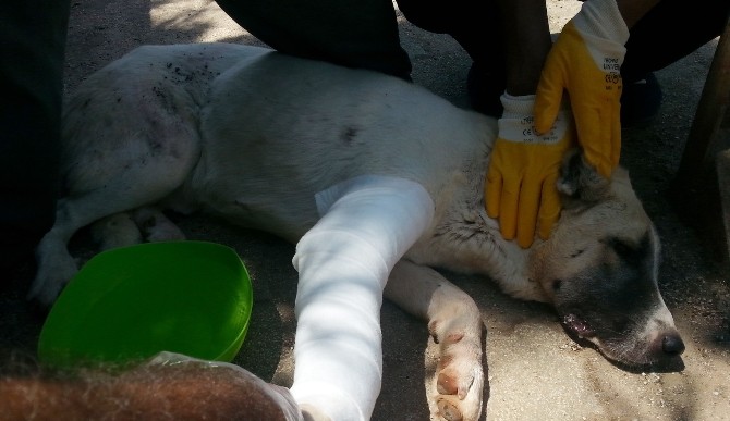 Ayağı Kırılan Köpeğe Veterinerler Bakmayınca Ortopedi Çalışanı Tedavi Etti