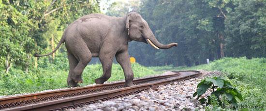 Hindistan'ın doğusunda bir yolcu treninin demiryollarından geçen fil sürüsüne çarpması sonucu ikisi yavru, yedi fil öldü.