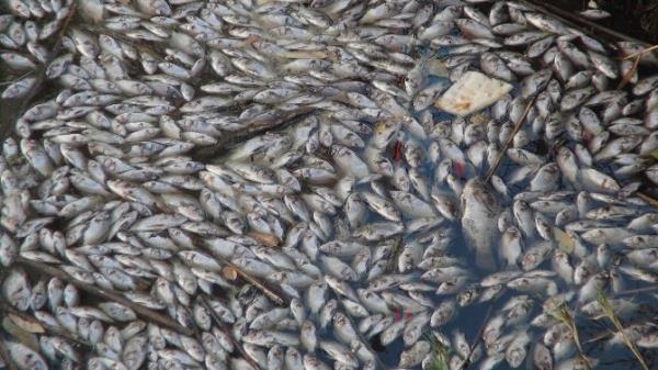 Silifke'de Binlerce Yavru Balık Telef Oldu