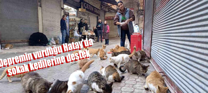 Depremin vurduğu Hatay'da sokak kedilerine destek