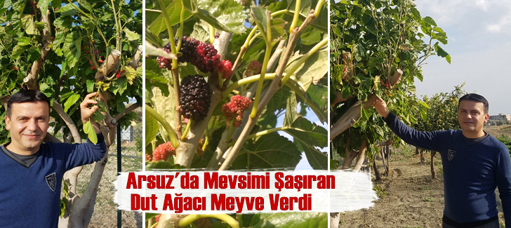 Arsuz'da Mevsimi Şaşıran Dut Meyve Verdi