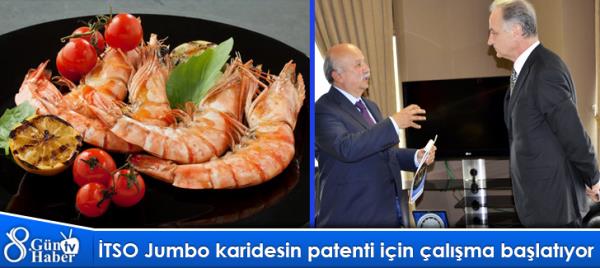 İTSO Jumbo karidesin patenti için çalışma başlatıyor