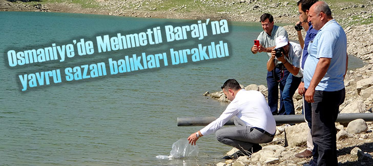 Osmaniye’de Mehmetli Barajı'na yavru sazan balıkları bırakıldı