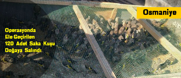 Operasyonda ele geçirilen 120 adet saka kuşu doğaya salındı
