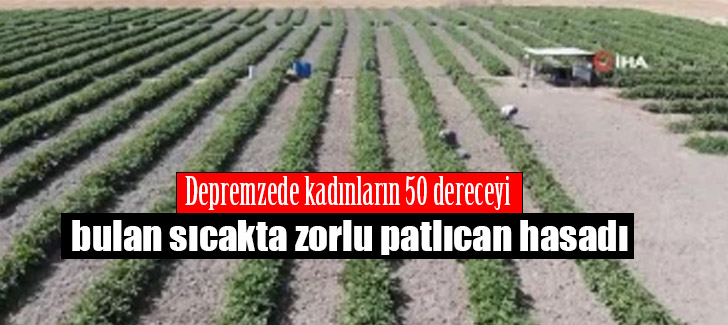 Depremzede kadınların 50 dereceyi bulan sıcakta zorlu patlıcan hasadı