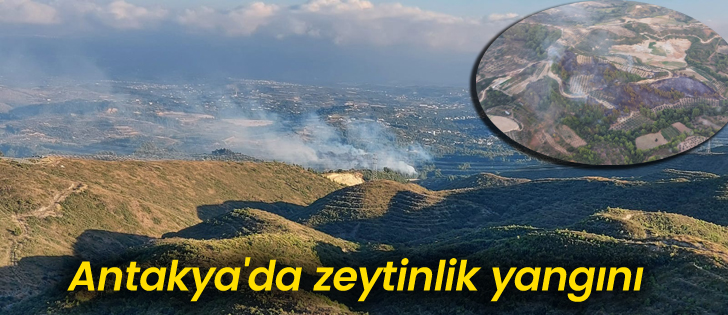Antakya'da zeytinlik yangını