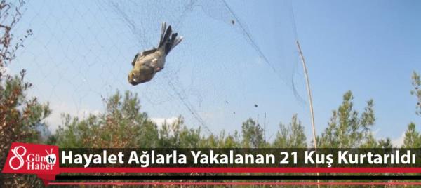 Hayalet Ağlarla Yakalanan 21 Kuş Kurtarıldı