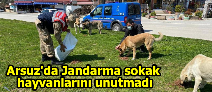 Arsuz'da Jandarma sokak hayvanlarını unutmadı