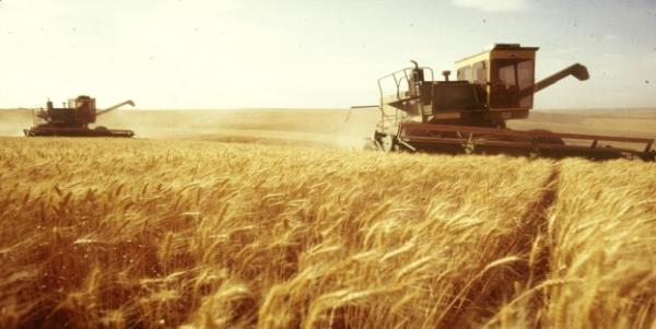 Buğday Başakları Dört Dörtlük
