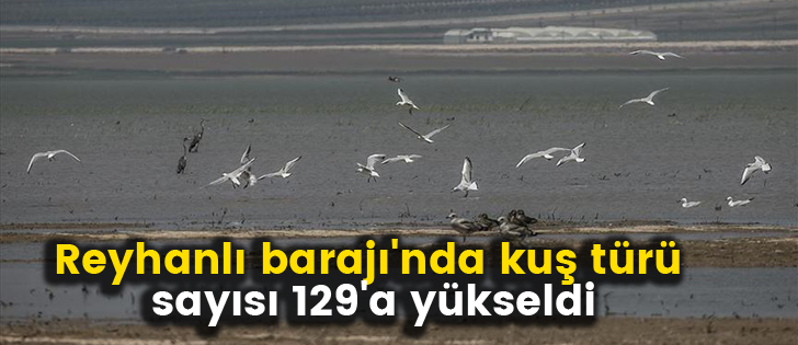Reyhanlı barajı'nda kuş türü sayısı 129'a yükseldi