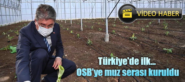 Türkiye'de ilk... OSBye muz serası kuruldu