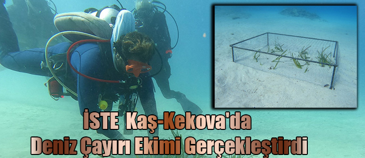 İSTE Kaş-Kekova'da Deniz Çayırı Ekimi Gerçekleştirdi
