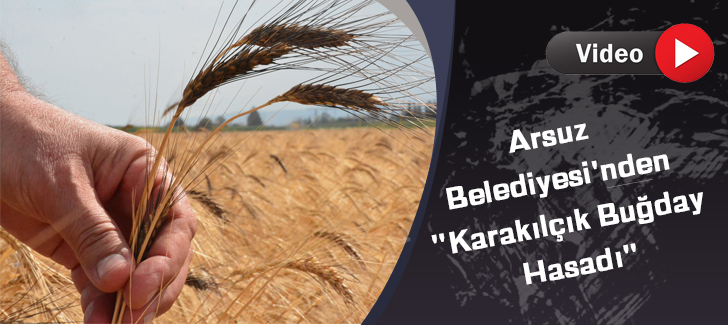Arsuz Belediyesi'nden 'Karakılçık Buğday Hasadı'
