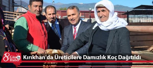 Kırıkhan'da Üreticilere Damızlık Koç Dağıtıldı