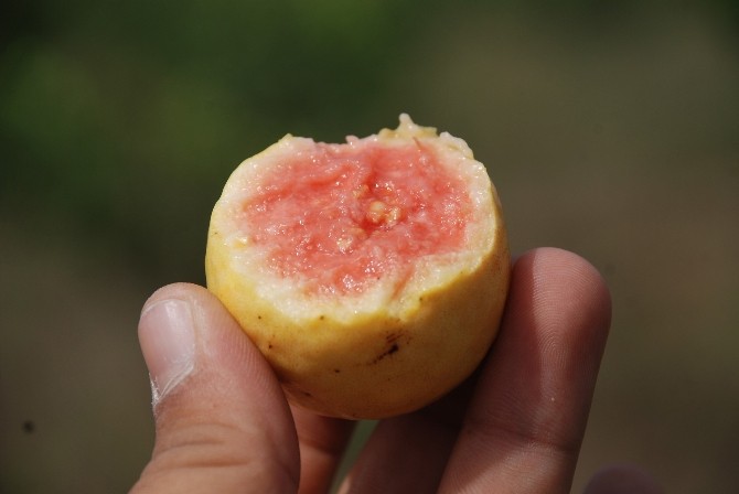 'Guava' Kansere Karşı Koruyucu