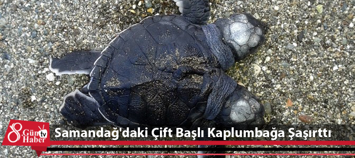 Samandağ'daki Çift Başlı Kaplumbağa Şaşırttı