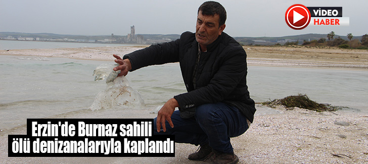 Erzin'de Burnaz sahili ölü denizanalarıyla kaplandı