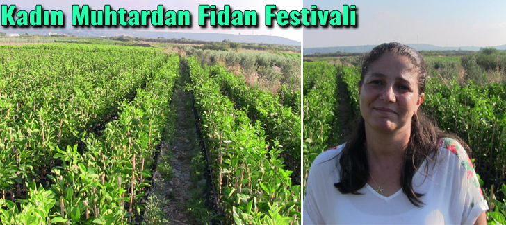 Kadın muhtardan fidan festivali