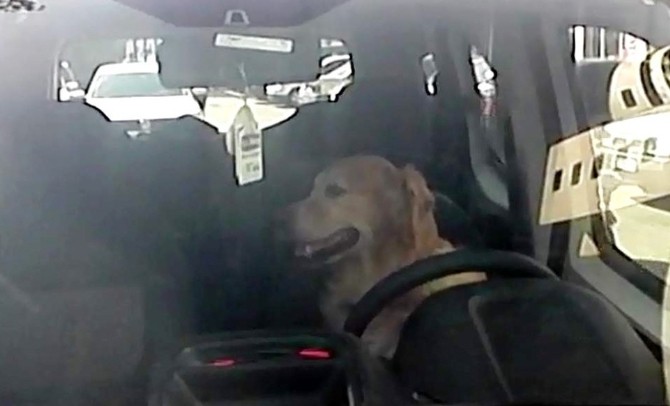 Şoför Koltuğundaki Köpek Klimanın Tadını Çıkardı
